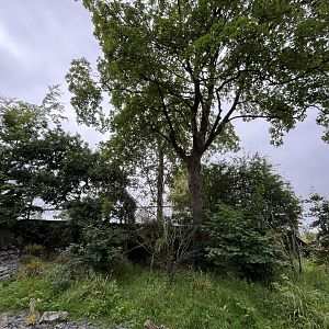 Red panda enclosure 29.6.24