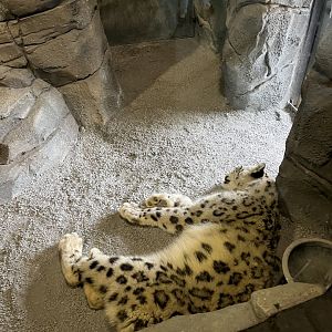 Snow leopard 29.6.24