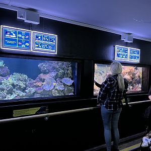 View of the aquarium tanks 29.6.24