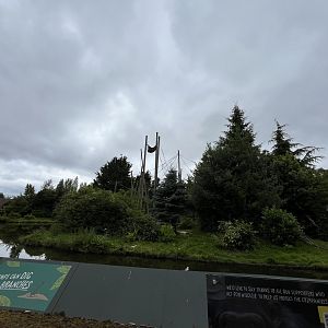 Chimpanzee enclosure 29.6.24