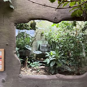 Golden coin box turtle enclosure 29.6.24