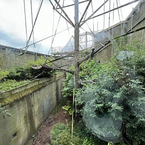 Second red panda enclosure 29.6.24