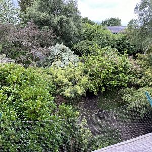 Asian short-clawed otter and babirusa enclosure 29.6.24