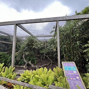 Cobot’s trogopan and Spotted laughingthrush aviary 29.6.24