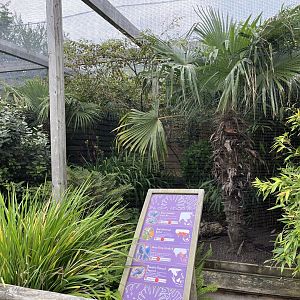 Grey-cheeked Liochichla, Red-whiskered bulbul, Asian fairy-bluebird and Mountain peacock pheasant aviary 29.6.24