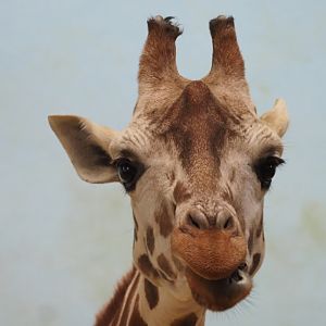 Generic Giraffe (Likely Reticulated/Rothschild's Mix) 2