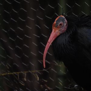 Northern Bald Ibis 2