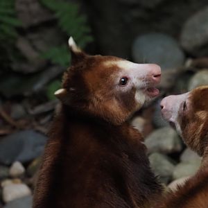 Matschie's Tree Kangaroo