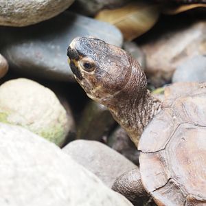 Asian Forest Tortoise