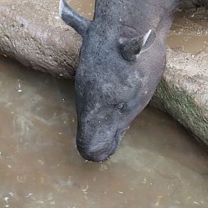 Malayan Tapir 1