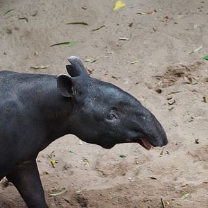 Malayan Tapir 2