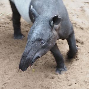 Malayan Tapir 3
