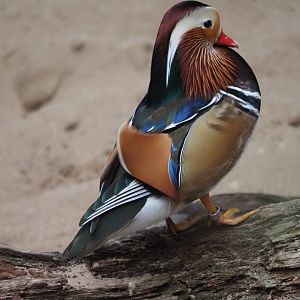 Mandarin Duck