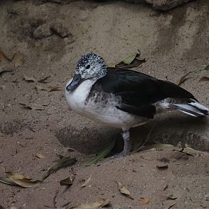 Knob-Billed Duck