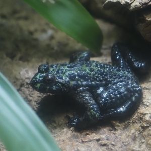 Oriental Firebellied Toad