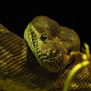 Centralian Carpet Python