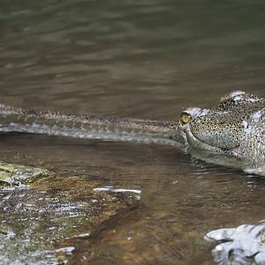 Gharial