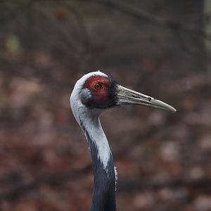 White-Napped Crane