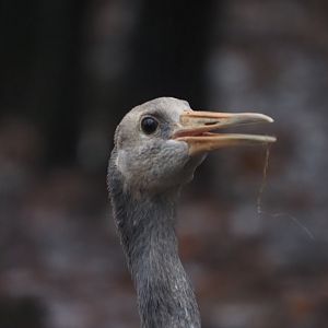 Red-Crowned Crane Juvenile