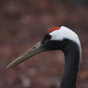Red-Crowned Crane Adult