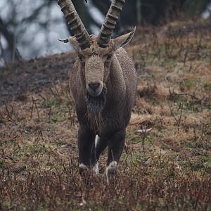 Nubian Ibex