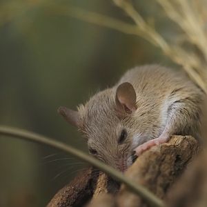 African Pygmy Mouse
