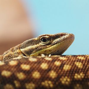 Spiny-Tailed Monitor