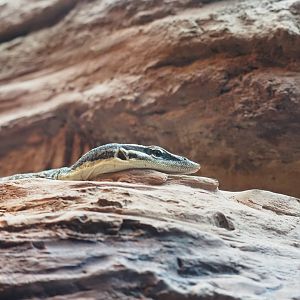 Kimberly Rock Monitor