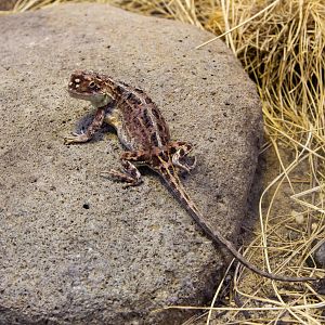 Canberra Earless Dragon