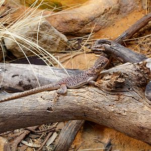 Central Netted Dragon