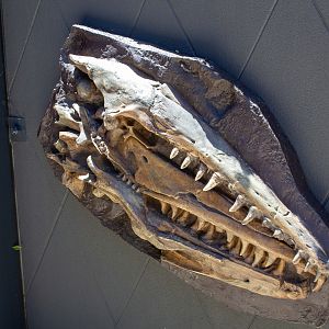 Replica Mososaur skull