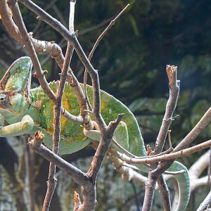 Veiled Chameleon
