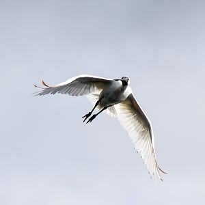 Royal Spoonbill