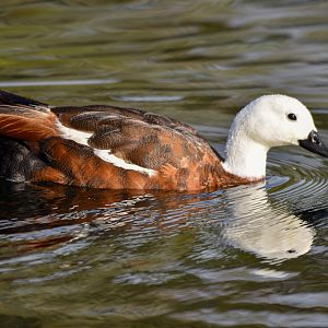 Paradise Shelduck