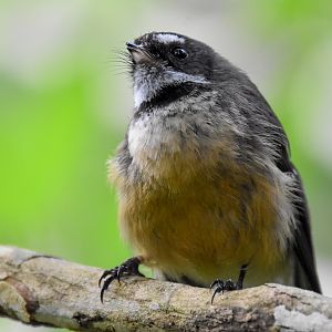 New Zealand Fantail