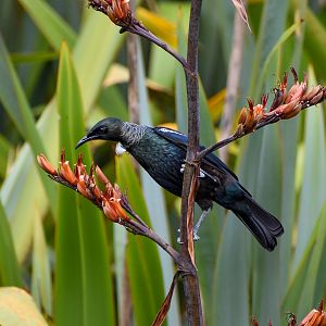 Tui