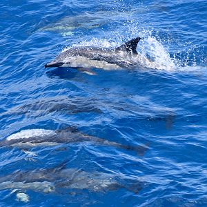 Common Dolphins
