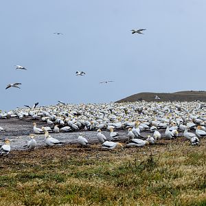 Australasian Gannet breeding colony