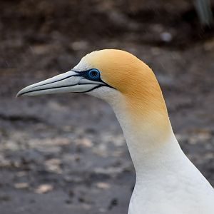 Australasian Gannet