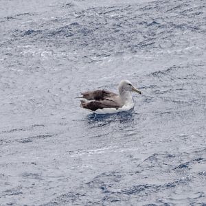 Salvin's Albatross