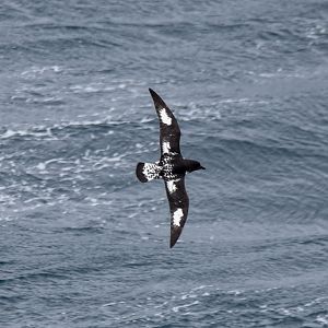 Cape Petrel