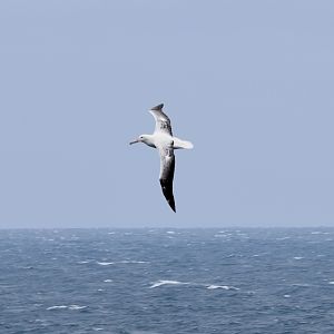 Southern Royal Albatross