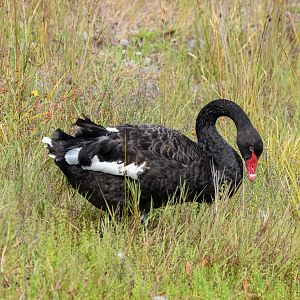 Black Swan