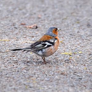Common Chaffinch