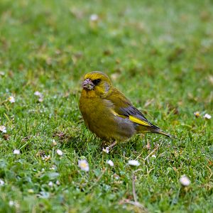 Common Greenfinch