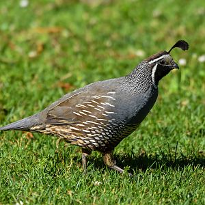 California Quail