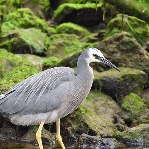 White-faced Heron
