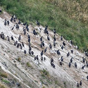 Otago Shag colony