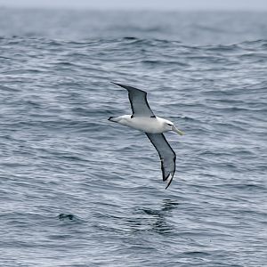 White-capped Albatross