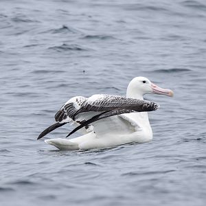 Southern Royal Albatross
